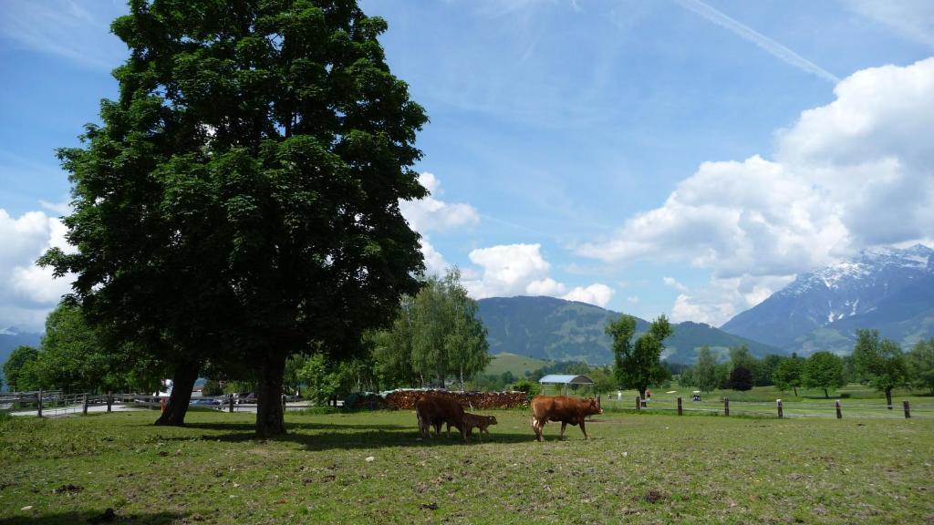 Haus Rieder Georg Apartamento Maria Alm am Steinernen Meer Exterior foto